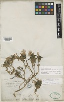 Lamium garganicum L. subsp. striatum (Sm.) Hayek [family LAMIACEAE]