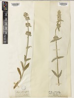 Stachys cretica L. [family LAMIACEAE]