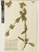 Stachys heraclea All. [family LAMIACEAE]