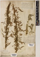 Artemisia tournefortiana Rchb. [family COMPOSITAE]
