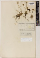 Isolectotype of Achillea barbeyana Heldr. ex Heimerl [family COMPOSITAE]