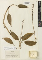 Isotype of Goodyera erythrodoides Schltr. [family ORCHIDACEAE]