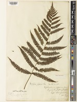 Parathelypteris japonica (Baker) Ching [family THELYPTERIDACEAE]