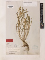 Holotype of Astragalus orthocarpus Boiss. [family LEGUMINOSAE-PAPILIONOIDEAE]