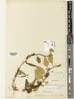 Type of Polypodium pyriforme Ching [family POLYPODIACEAE]