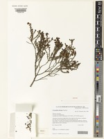Isotype of Eremophila oblonga Chinnock [family SCROPHULARIACEAE]