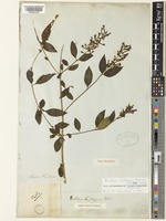 Isoneotype of Buddleja lindleyana Fortune [family SCROPHULARIACEAE]