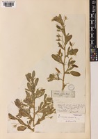 Ononis viscosa L. subsp. breviflora Nyman [family LEGUMINOSAE-PAPILIONOIDEAE]
