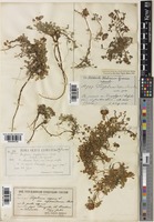 Trifolium repens L. var. orphanideum Boiss. [family LEGUMINOSAE-PAPILIONOIDEAE]