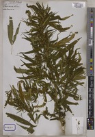 Cannabis sativa L. [family CANNABACEAE]
