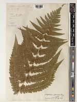 Polystichum grandifrons C.Chr. [family DRYOPTERIDACEAE]