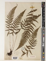 Type of Polystichum tsus-simense (Hook.) J.Sm. [family DRYOPTERIDACEAE]