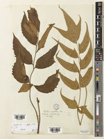 Cyrtomium caryotideum C.Presl [family DRYOPTERIDACEAE]