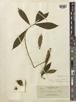Ficus septica Burm.f. var. salicifolia Corner [family MORACEAE]