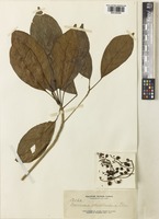 Syntype of Baccaurea odoratissima Elmer [family PHYLLANTHACEAE]