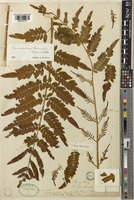 Osmunda mildei C.Chr. [family OSMUNDACEAE]