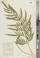 Holotype of Pteris formosana Baker [family PTERIDACEAE]