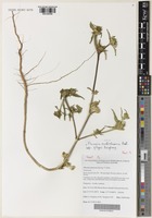 Isotype of Flaveria australasica Hook. subsp. gilgai Keighery [family ASTERACEAE]