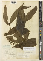 Type of Pavetta naucleiflora R.Br. ex G.Don var. longiflora Ridl. [family RUBIACEAE]