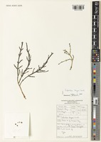 Type of Euphorbia bayeri L.C.Leach [family EUPHORBIACEAE]