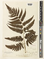 Type of Diplazium griffithii T.Moore [family WOODSIACEAE]