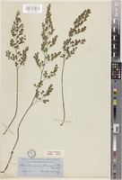 Type of Adiantum monochlamys D.C.Eaton [family ADIANTACEAE]