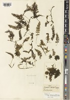Isotype of Trichomanes japonicum Thunb. var. abbreviatum Christ [family HYMENOPHYLLACEAE]