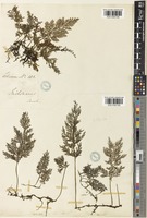 Trichomanes birmanicum Bedd. [family HYMENOPHYLLACEAE]