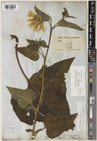 Type of Helianthus annuus L. [family ASTERACEAE]