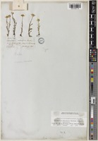 Holotype of Monolopia bahiifolia Benth. [family ASTERACEAE]