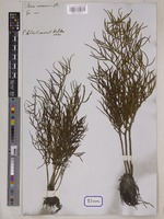 Ceratopteris thalictroides Brongn. [family PARKERIACEAE]