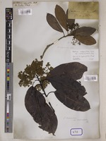 Type of Photinia eugenifolia Wall. [family ROSACEAE]