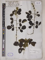 Rubus rotundifolius Wall. [family ROSACEAE]