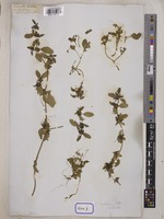 Cuscuta sulcata Roxb. [family CONVOLVULACEAE]
