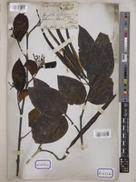 Holarrhena pubescens Wall. [family APOCYNACEAE]