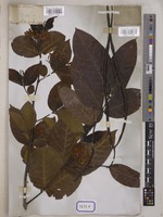 Holarrhena pubescens Wall. [family APOCYNACEAE]