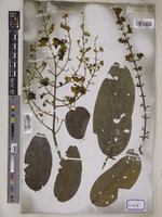 Lagerstroemia floribunda Jack [family LYTHRACEAE]