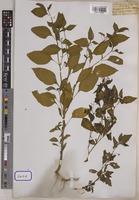 Solanum nigrum L. [family SOLANACEAE]
