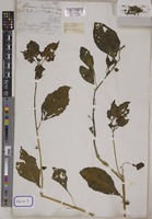 Solanum nigrum L. [family SOLANACEAE]