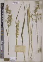 Avena sativa L. [family POACEAE]