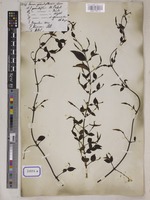 Jasminum grandiflorum L. [family OLEACEAE]