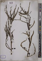 Aeschynomene indica Wall. [family LEGUMINOSAE-PAPILIONOIDEAE]