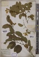 Bauhinia tomentosa L. [family LEGUMINOSAE-CAESALPINIOIDEAE]
