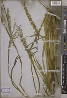 Oryza sativa L. [family POACEAE]