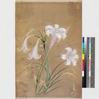 Crinum lugardae N.E.Br; watercolour and pencil field sketch.