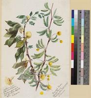 Acacia sp.; watercolour and pencil field sketch.