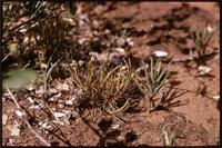 Oropetium thomaeum (L.f.) Trin. from Kenya