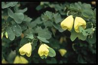 Bauhinia tomentosa L.
