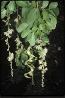 Pithecellobium dulce (Roxb.) Benth. from Madagascar
