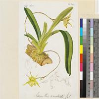 Acranthus arachnitis Lindl. original illustration from Curtis's Botanical Magazine